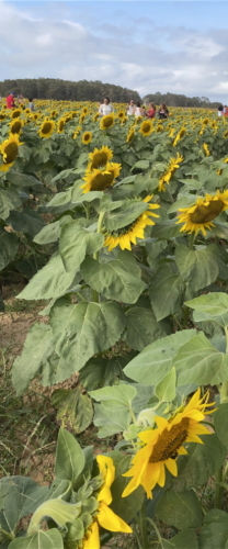 Sunflower 0035