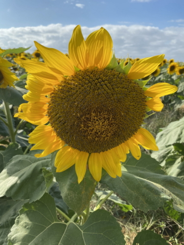 Sunflower 0050