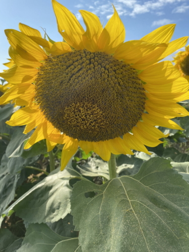 Sunflower 0051