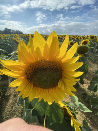 Sunflower 0052