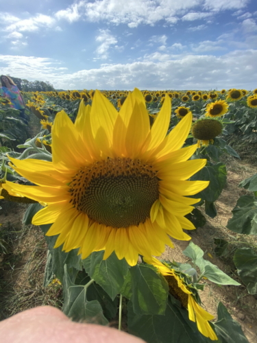 Sunflower 0057