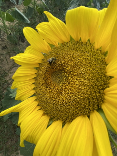 Sunflower 0058