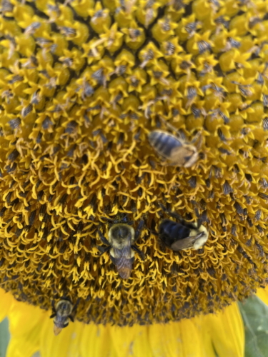 Sunflower 0061