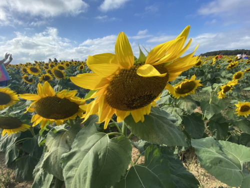 Sunflower 0062
