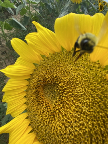 Sunflower 0066