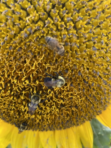 Sunflower 0069