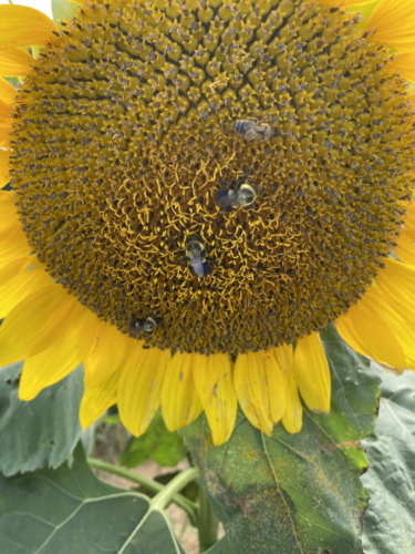 Sunflower 0071