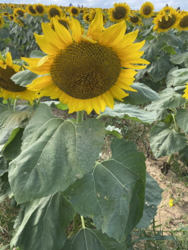 Sunflower 0074