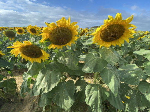 Sunflower 0076