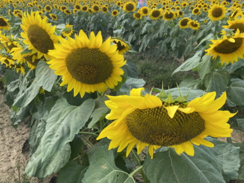 Sunflower 0079