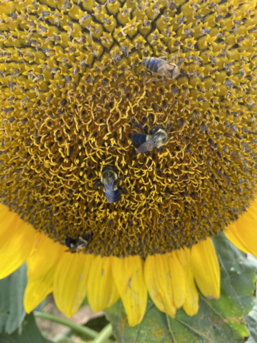 Sunflower 0080