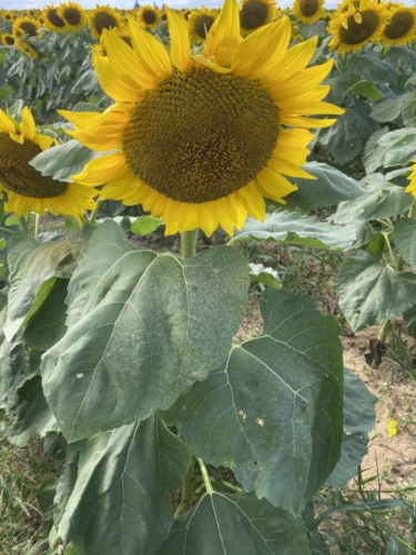 Sunflower 0083