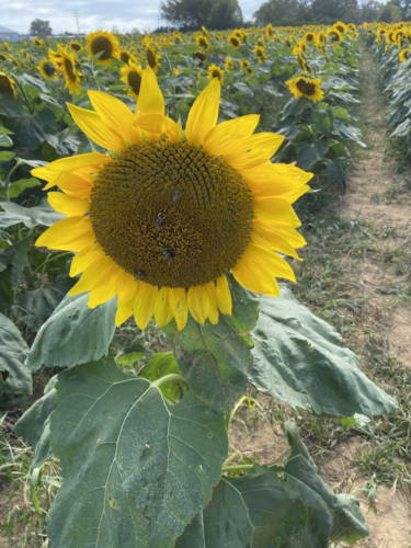 Sunflower 0085