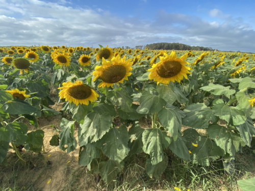Sunflower 0088
