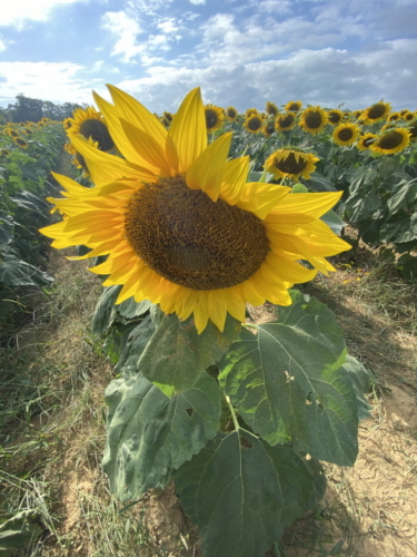 Sunflower 0094